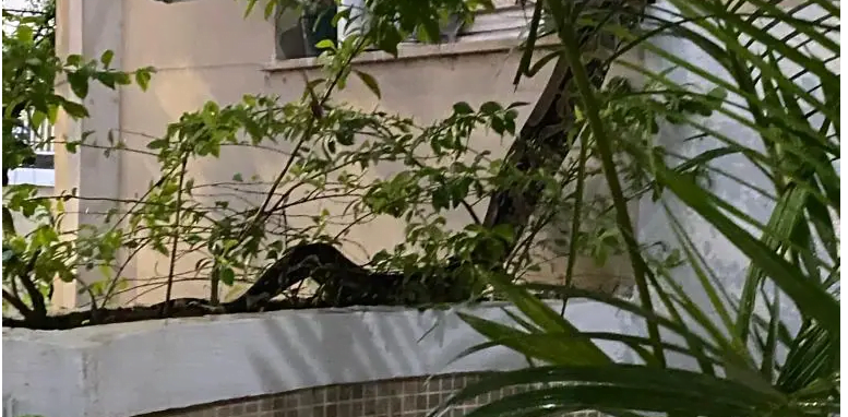 Durante forte temporal no Rio, cobra busca abrigo em prédio, na Urca