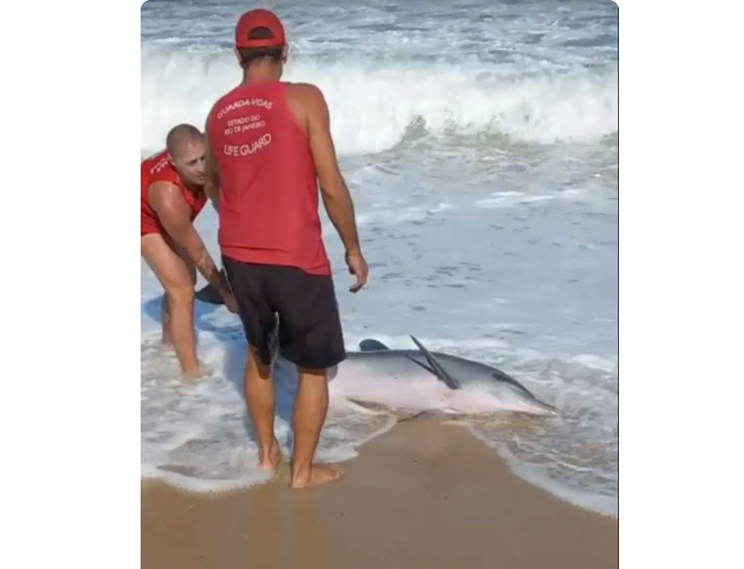 Golfinho é resgatado por bombeiros em praia da Zona Oeste do Rio