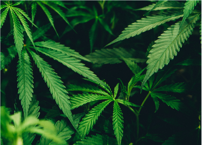 STJ autoriza homem a cultivar 354 plantas de cannabis por ano para usar em tratamento contra a depressão