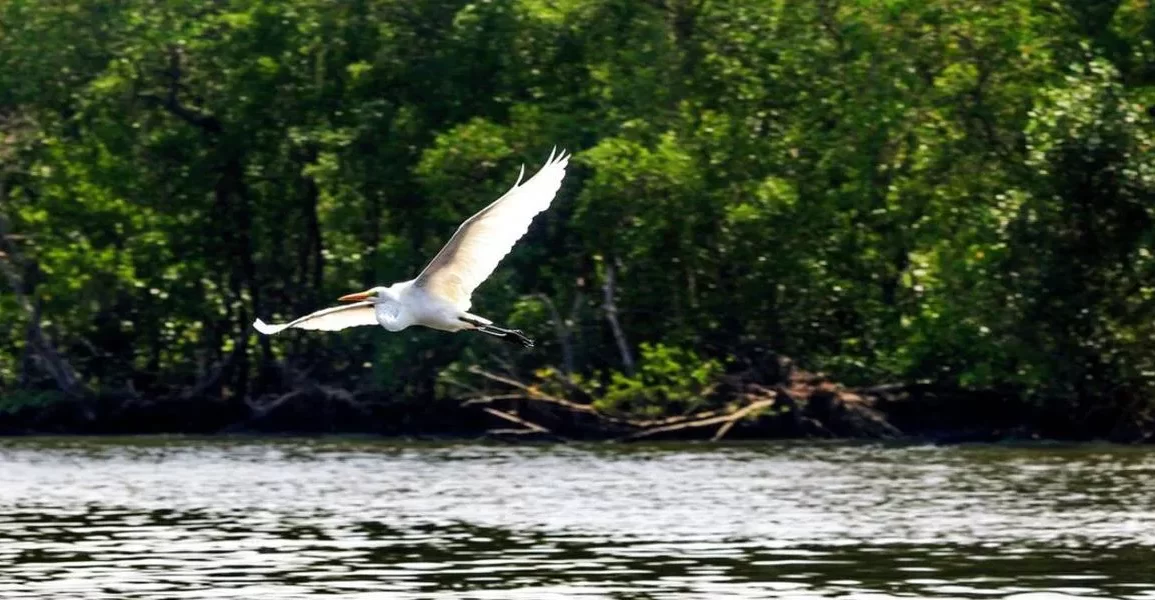Com o maior número de casos de gripe aviária no país, Espírito Santo proíbe turistas em ilhas de Vitória