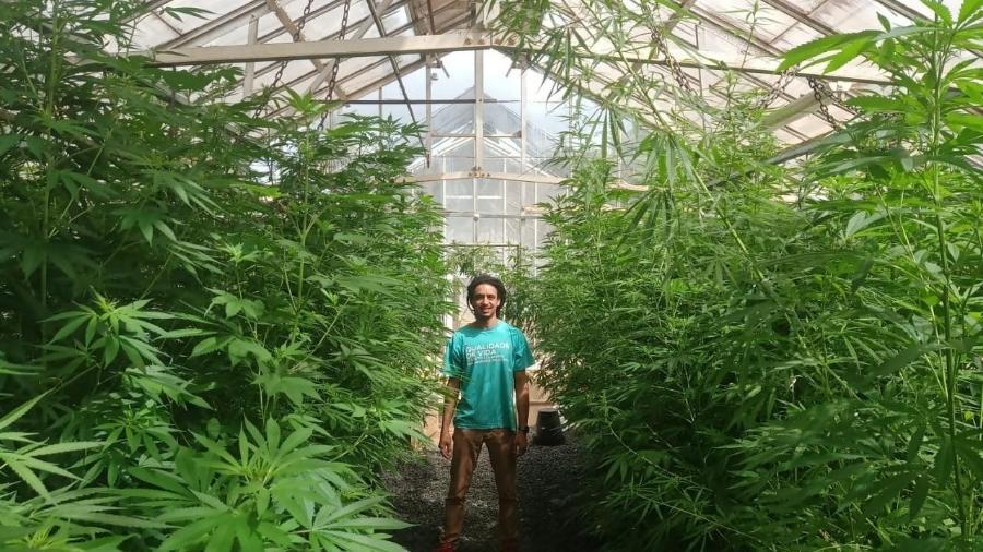 Cannabis tem importação proibida pela Anvisa a partir de amanhã ainda que seja para uso medicinal