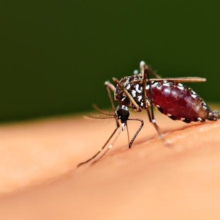 Brasil registra recorde de 1.888 mortes por dengue este ano e 3,9 milhões de casos prováveis