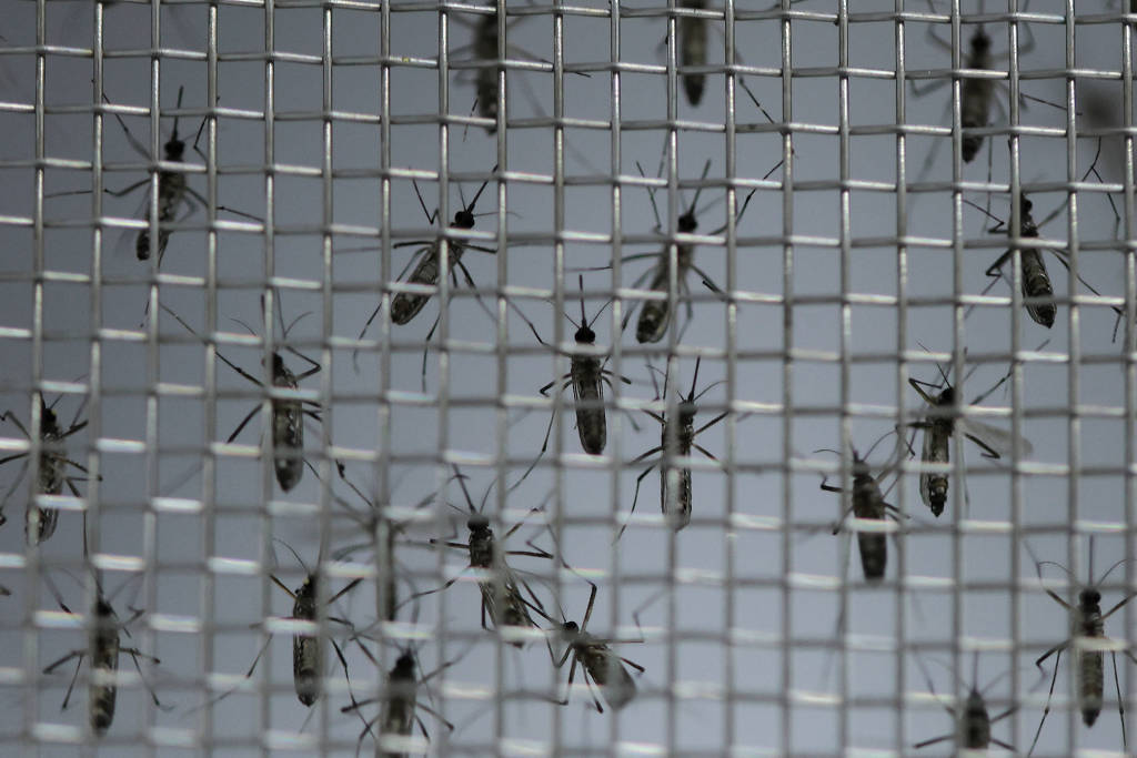 Dengue: SP declara estado de emergência para a doença após 31 mortes em 2024