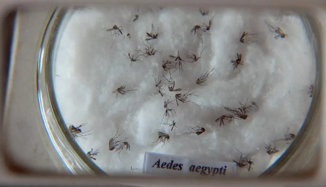 Dia D contra a dengue, neste sábado (2), convoca população a eliminar focos do mosquito