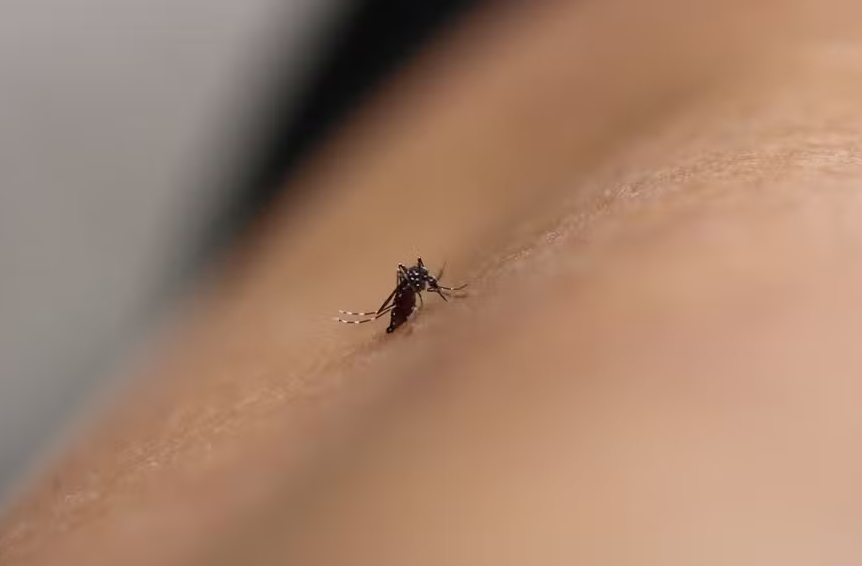 Sobe para 15 o número de mortes por dengue no Estado do Rio; Petrópolis registra primeiro óbito