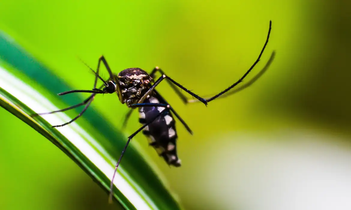 Brasil ultrapassa 2.000 mortes por dengue em 2024, recorde da série histórica
