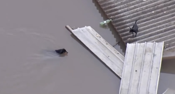 Cachorro tenta subir em telhado para se salvar da chuva no RS (vídeo)