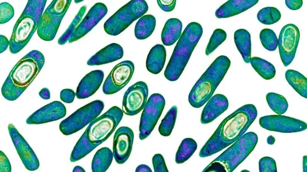 Estudo revela que bactérias resistentes a antibióticos podem causar mais de 39 milhões de mortes até 2050