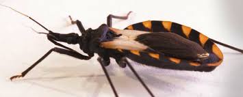 Bicho-barbeiro contaminado causador da doença de Chagas é encontrado em São Paulo