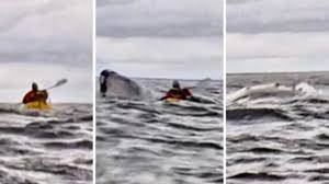 Vídeo surpreendente: Baleia engole e cospe jovem que andava de caiaque no mar do Chile