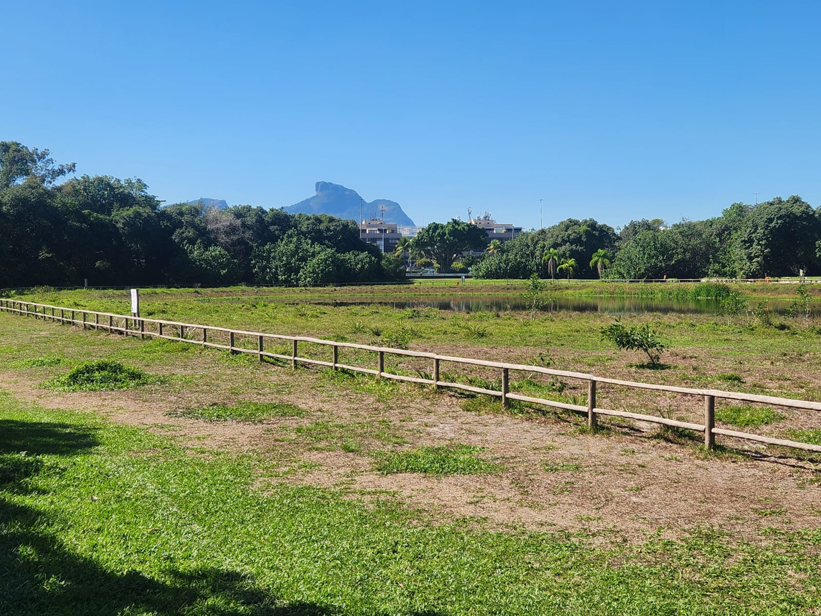 SOS. Esse bosque do Rio está morrendo e o responsável é um “peixe grande”