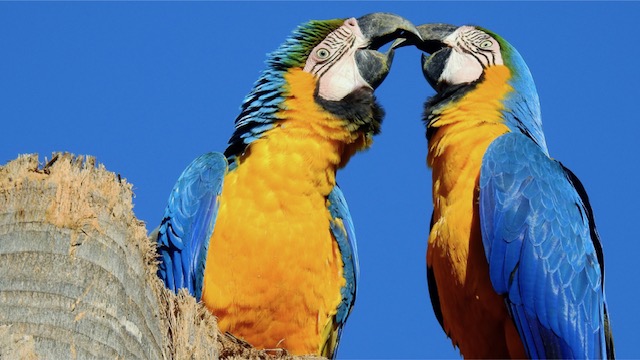 200 anos depois da extinção, esses animaizinhos tropicais estão de volta ao Rio; entenda