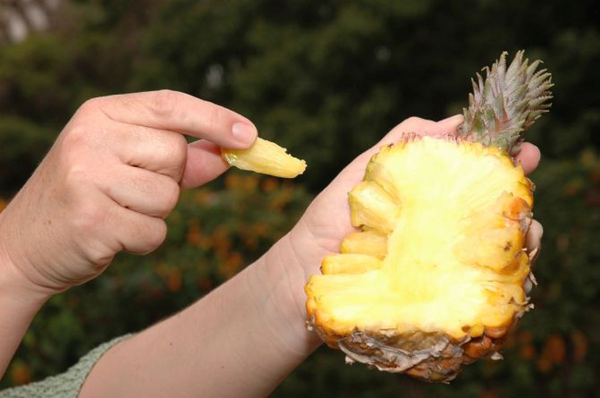 Conheça o abacaxi criado por cientistas brasileiros: mais doce e não precisa descascar