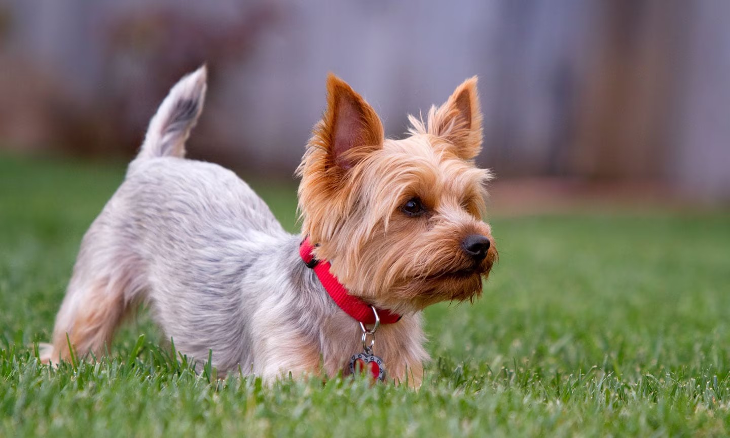 Descubra as cinco raças de cachorros mais populares no Rio