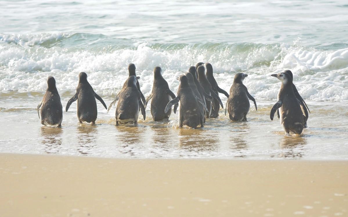Saiba como ajudar pinguins avistados no litoral do Rio