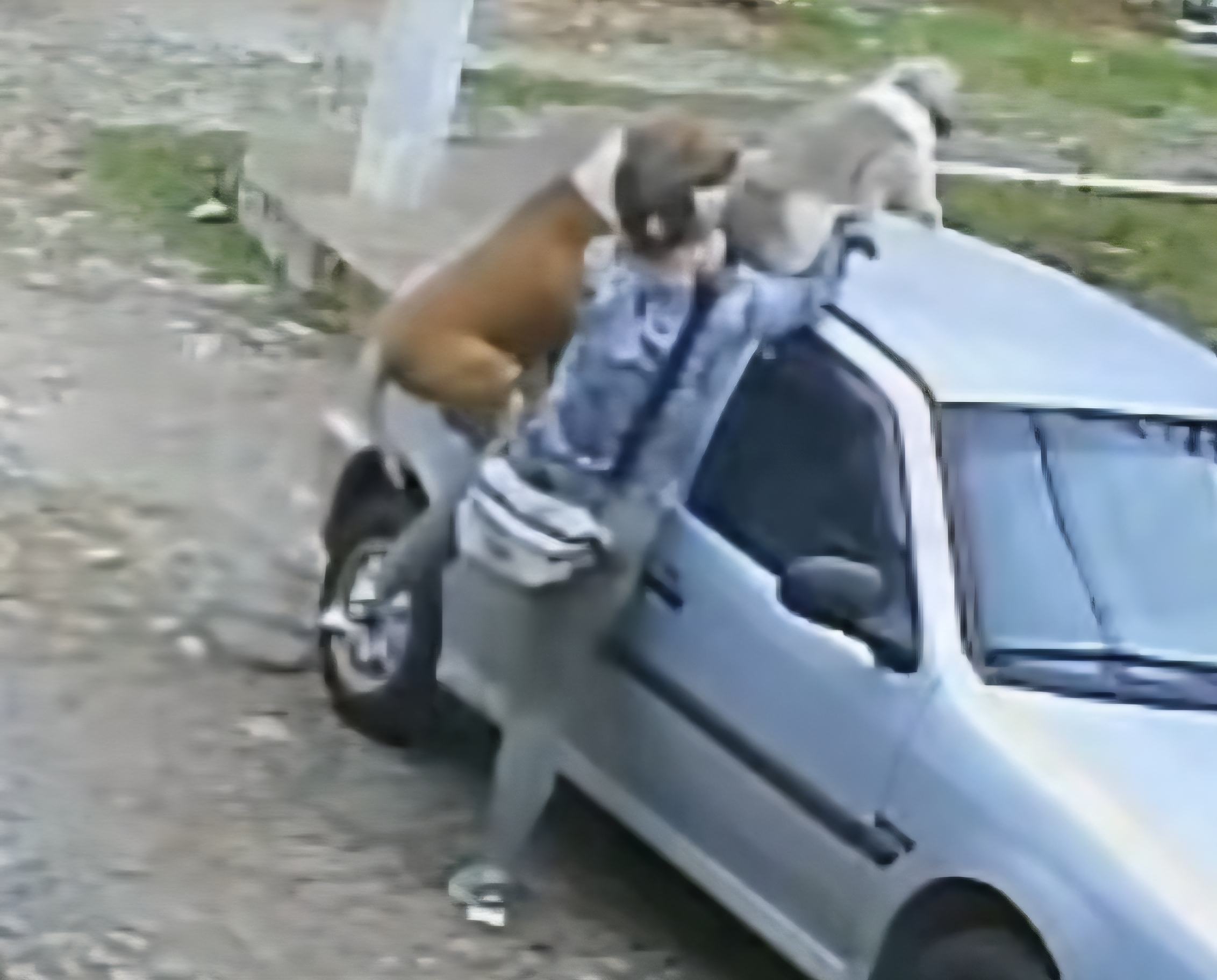 Vídeo: Pitbull é morto a facadas após atacar cachorro em Valença