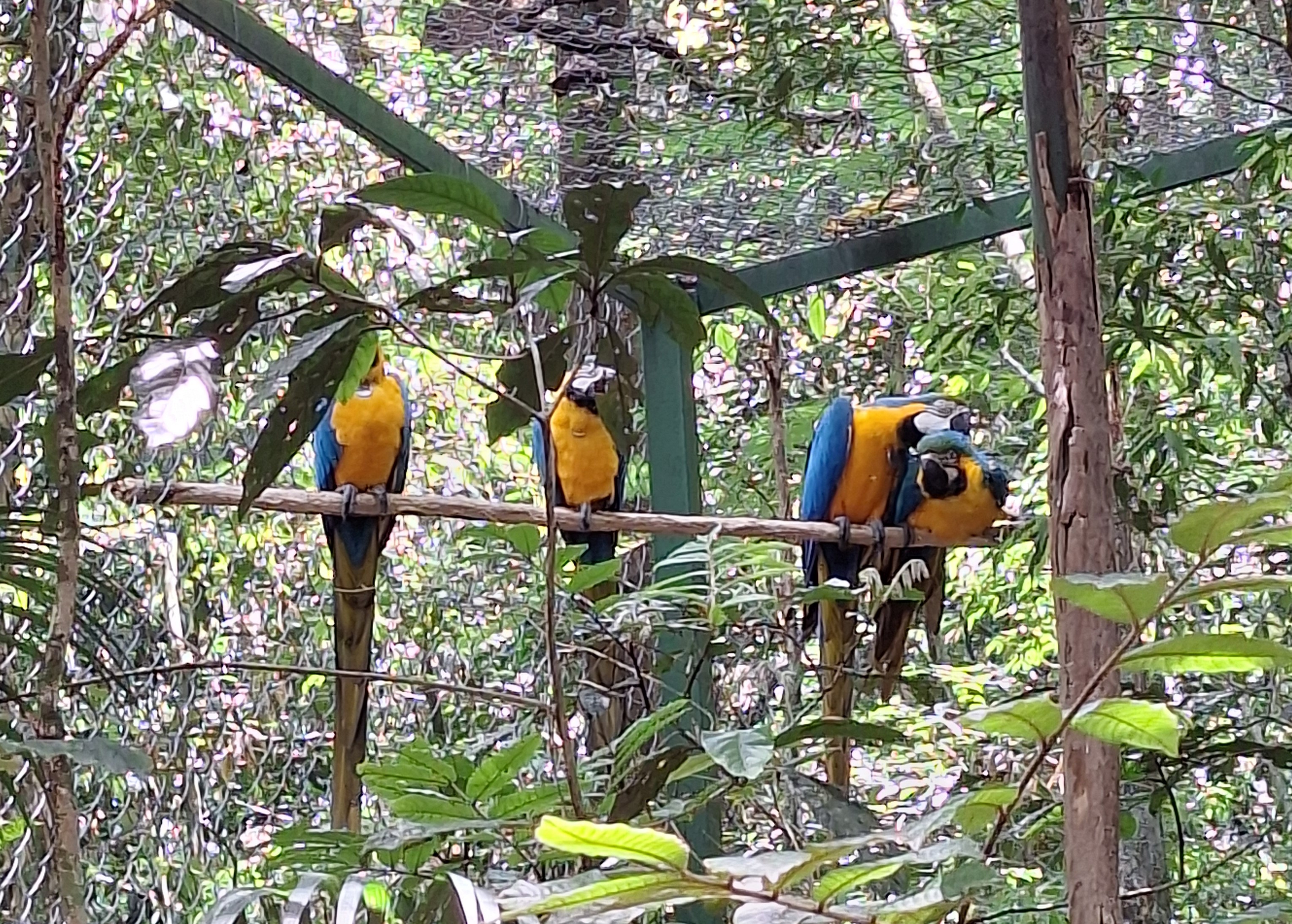 Projetos devolvem à natureza animais vítimas de tráfico e maus-tratos no Rio