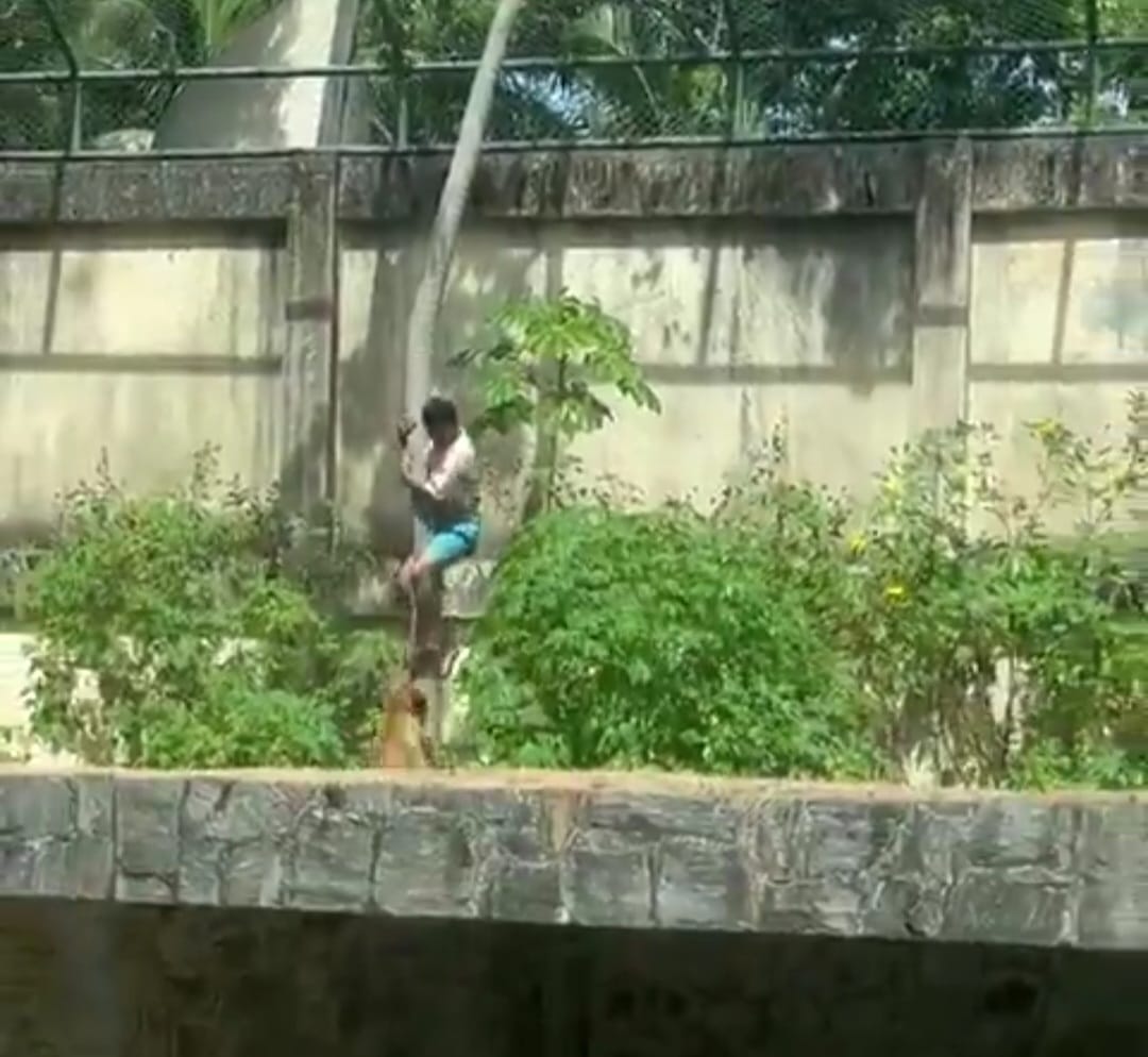 Vídeo: Homem morre após invadir jaula de leoa em zoológico de João Pessoa, na Paraíba