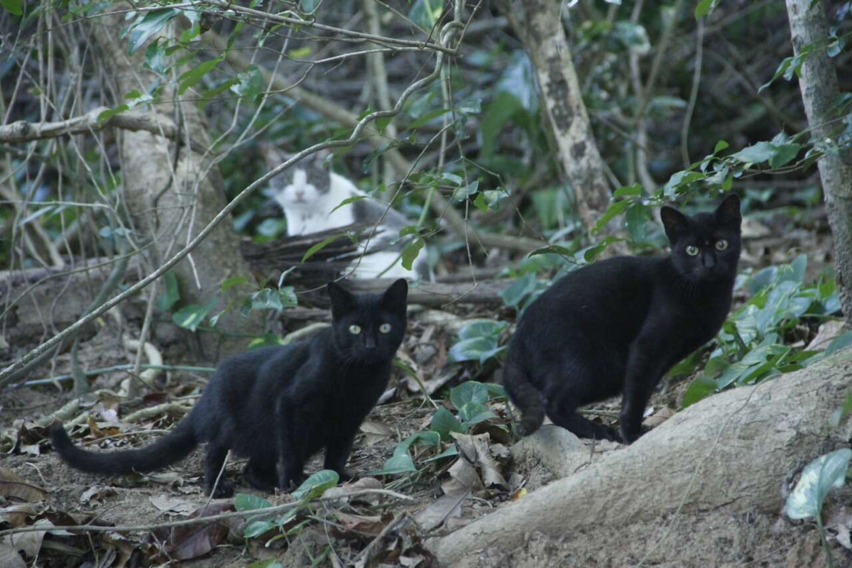 ‘Ilha dos Gatos’ expõe crise ambiental e leva Alerj a discutir verba emergencial