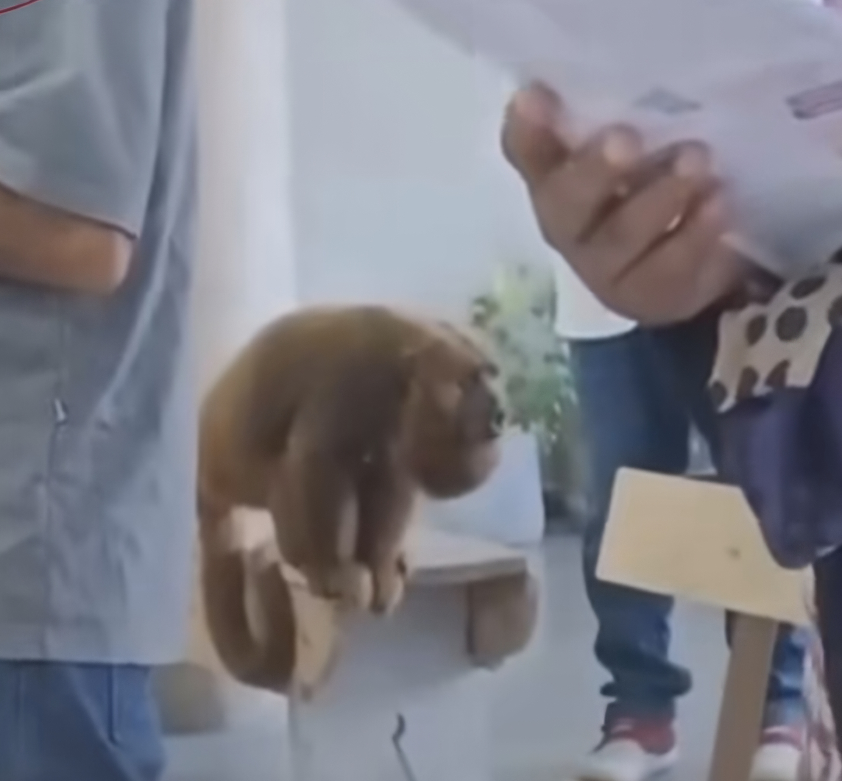 Vídeo: Macaco-bugio “participa” de missa e chama atenção de fiéis em Juiz de Fora