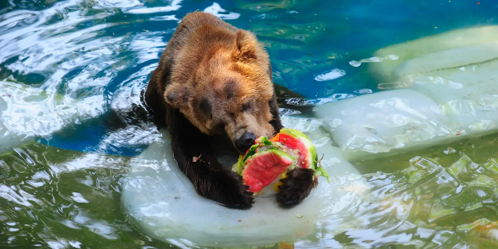 Zoo do Rio dobra distribuição de sorvetes para refrescar animais no verão