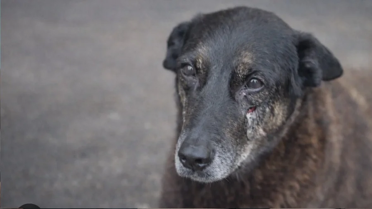 ‘Decreto Cão Orelha’: Lula assina norma que endurece sanções a crimes contra animais