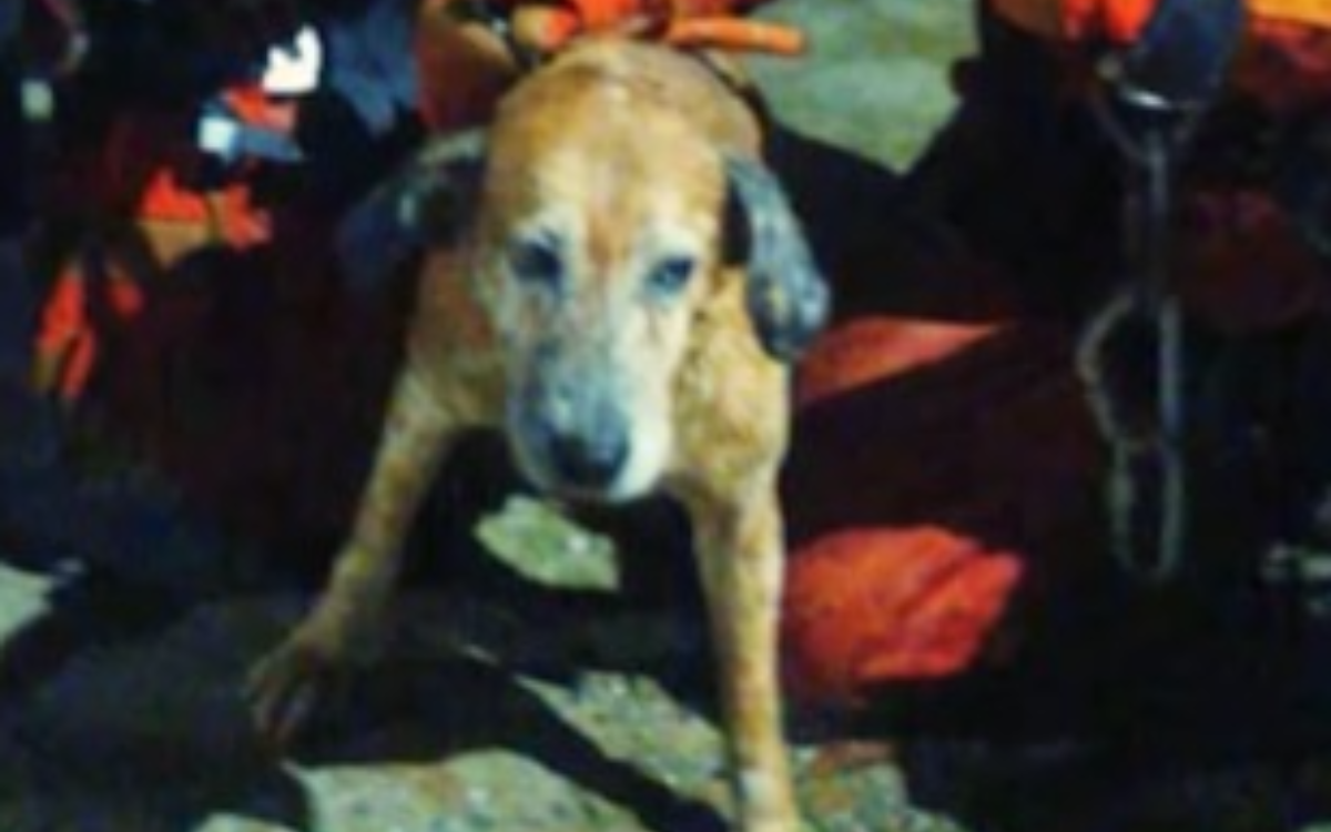 Vídeo: cão cego e surdo é resgatado por bombeiros em cachoeira de Petrópolis