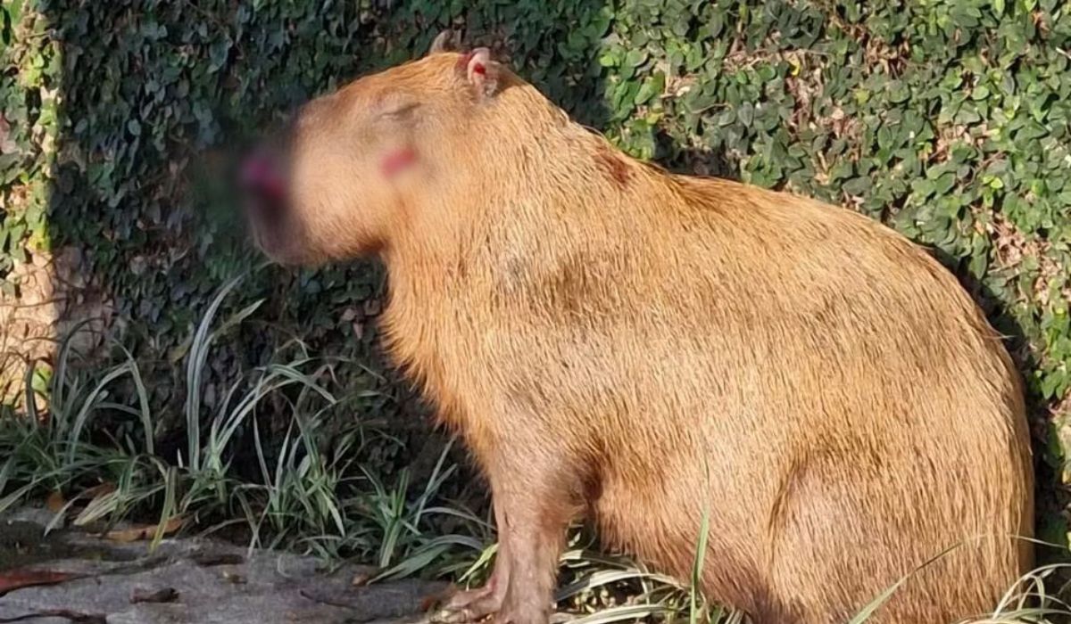 Justiça determina internação de adolescentes por ataque a capivara na Ilha