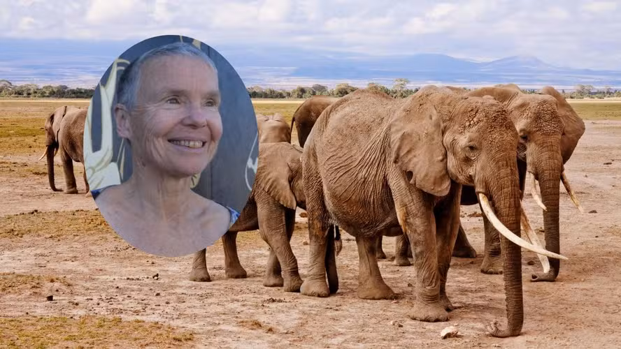 Turista morre em segundos com ataque de elefante durante safári na Zâmbia