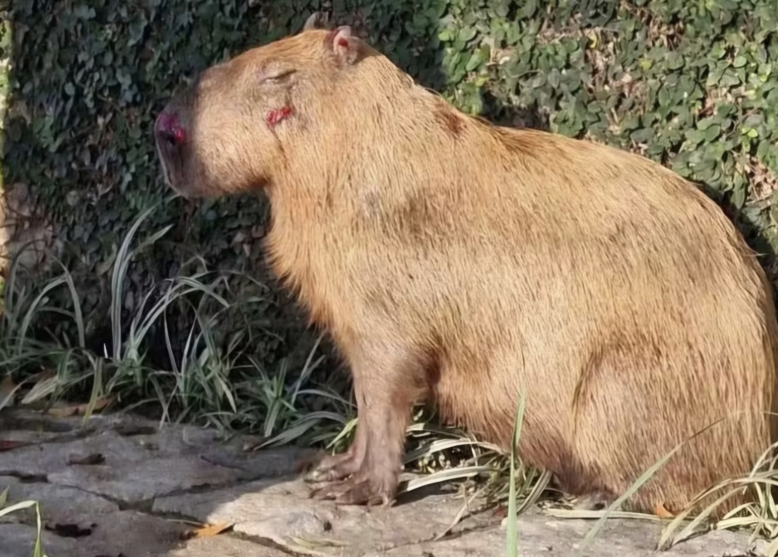 MPRJ denuncia seis homens por torturar capivara na Ilha do Governador