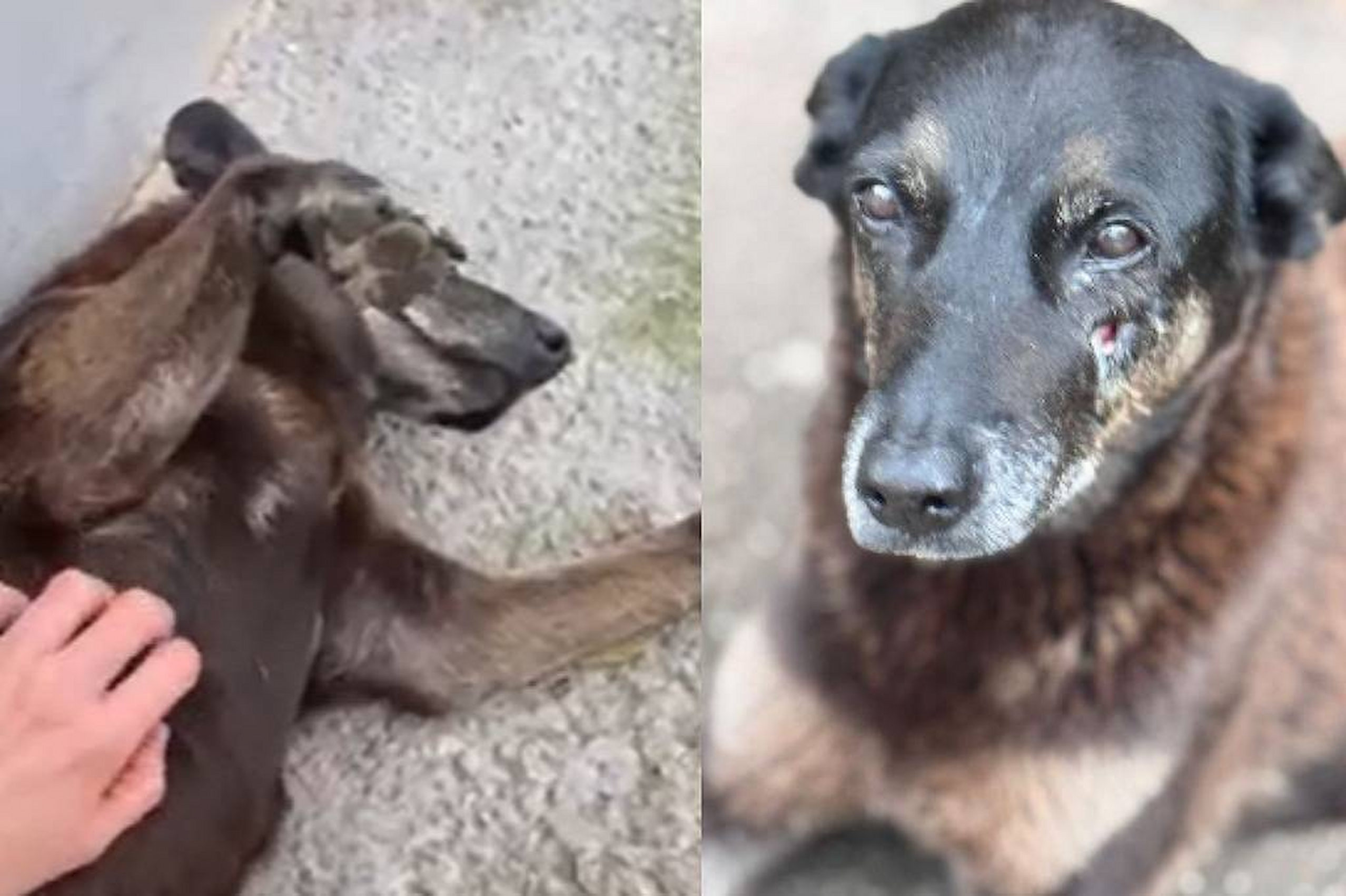 Apoio nas redes impulsiona criação de comissão sobre caso Orelha após pedido de buscas