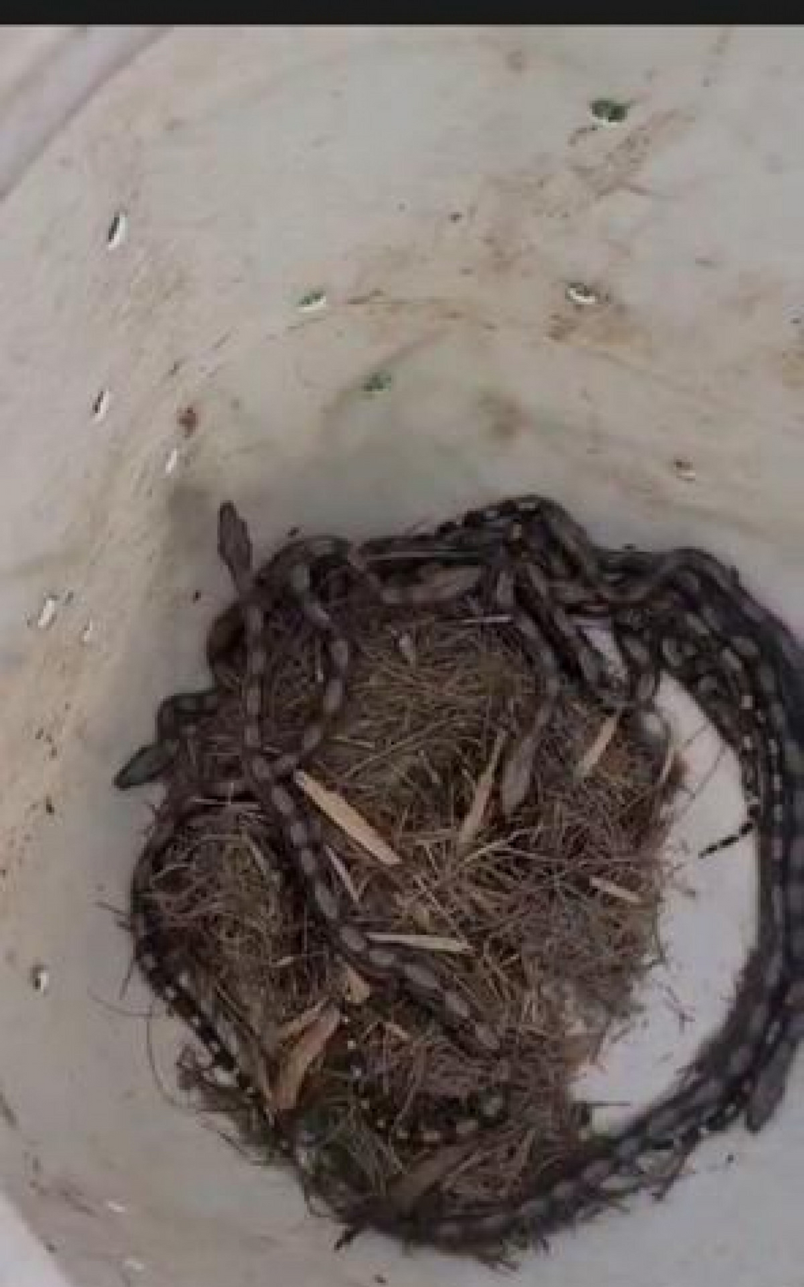 Vídeo: Inea resgata dez filhotes de jiboia em universidade na Baixada Fluminense