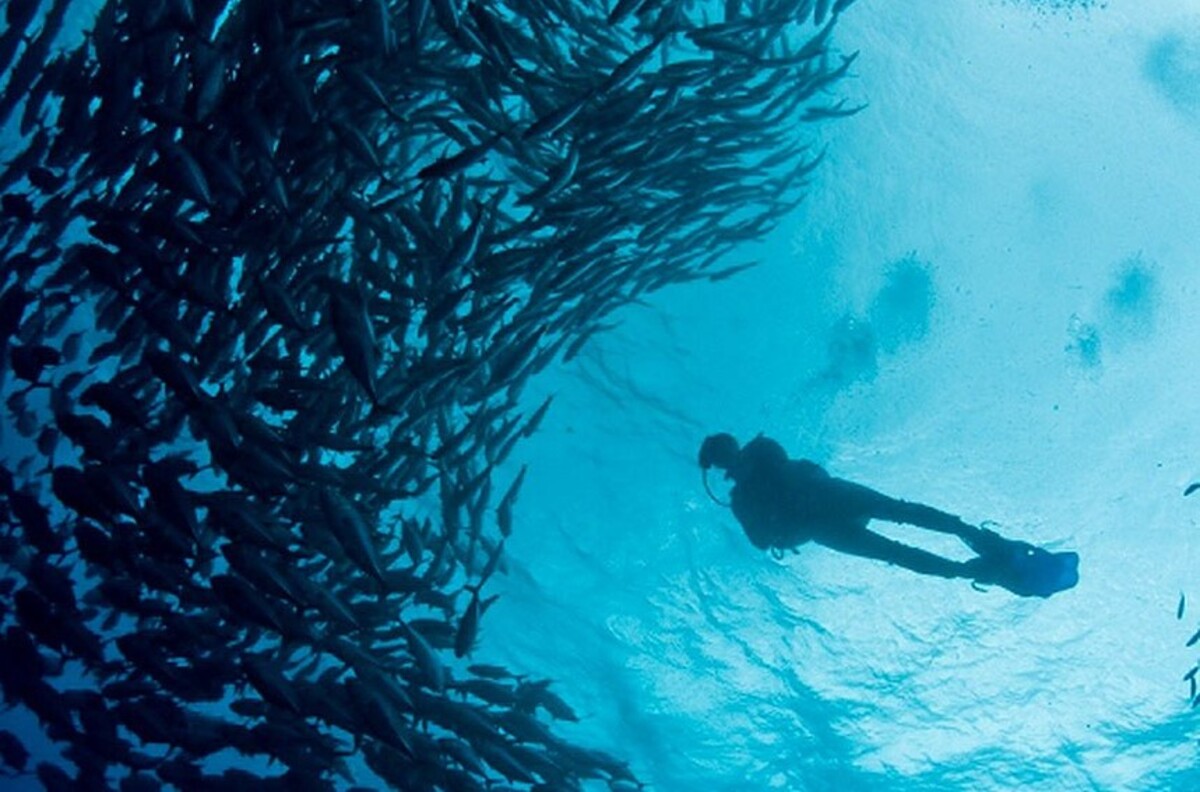 Festival de mergulho agita Arraial do Cabo com programação gratuita no feriado