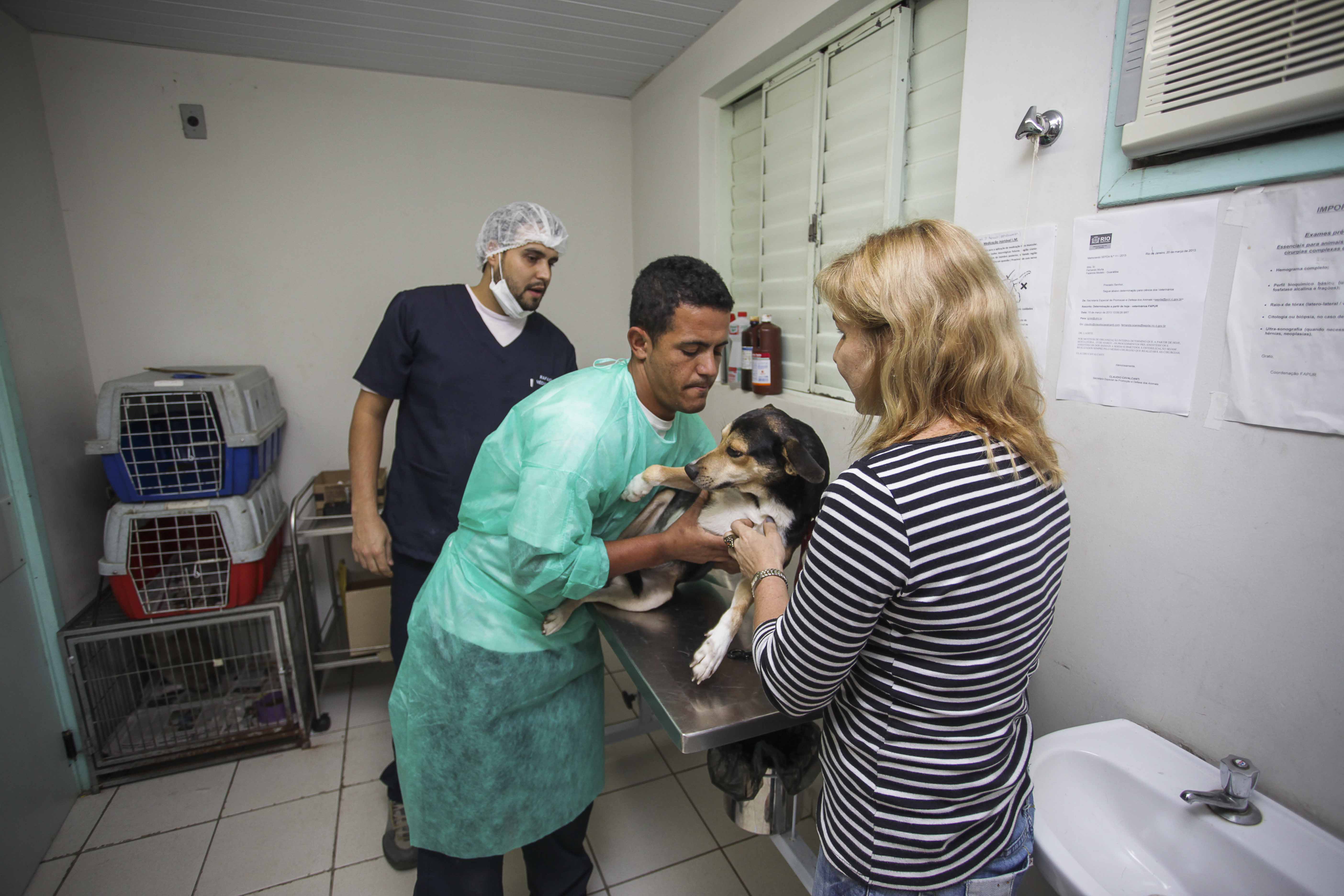 STF dá 90 dias para Rio apresentar plano de assistência animal 24h