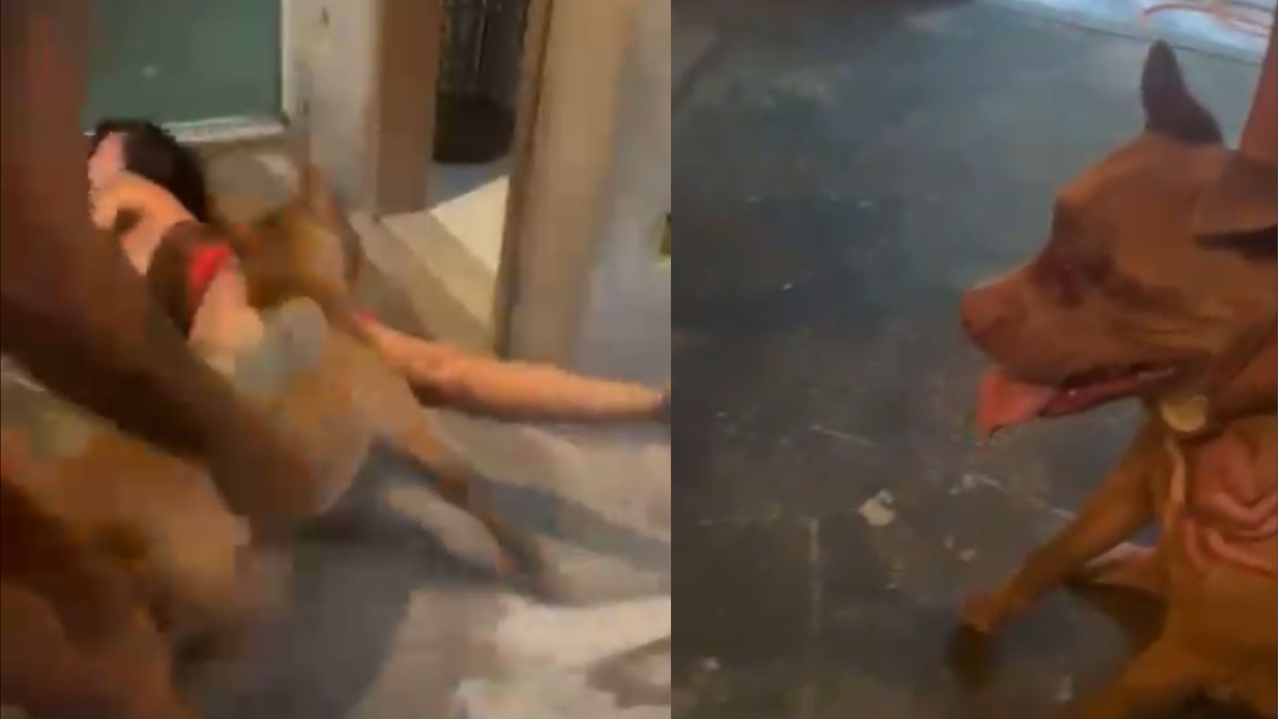 Mãe e irmão instigam pitbull a atacar jovem após discussão em Campo Grande; vídeo