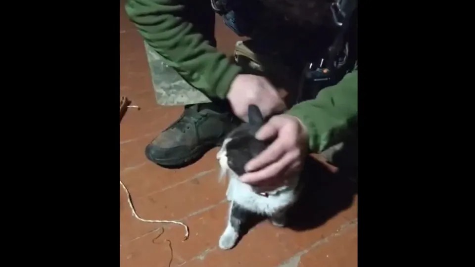 Vídeo: Drone é usado para resgatar animais em meio à guerra na Ucrânia