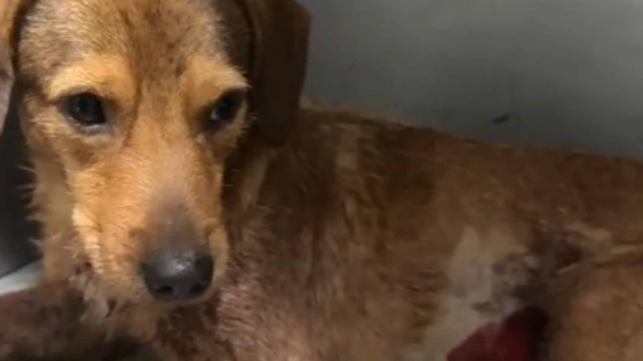 Cão comunitário é baleado em Guaratiba; vídeo