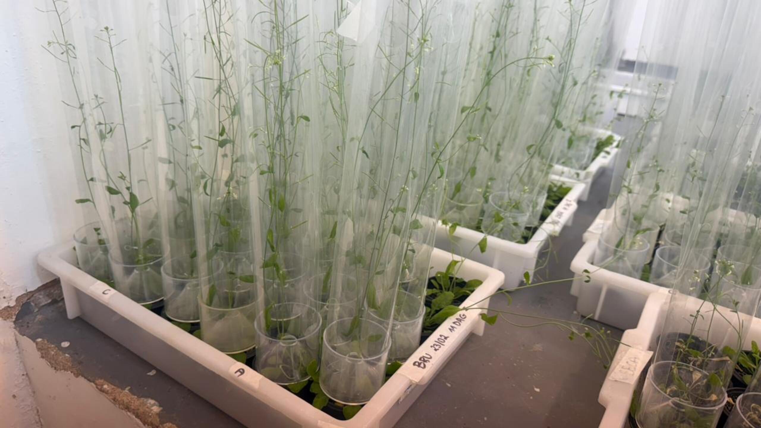 Pesquisa da UFRJ desenvolve plantas mais produtivas e resistentes