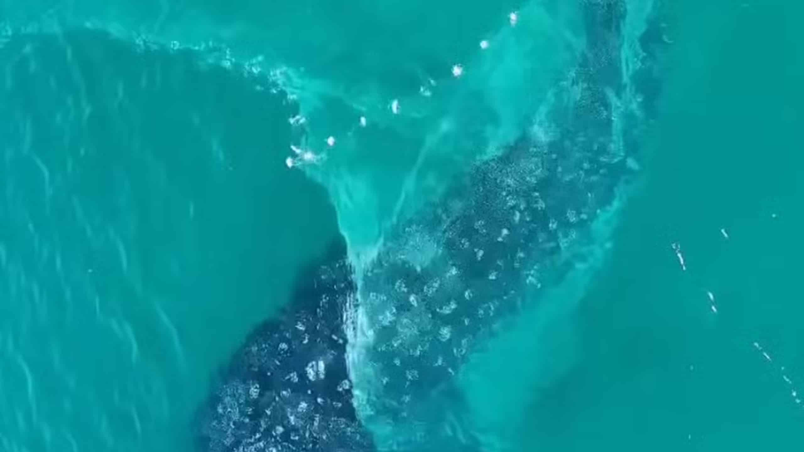 Tubarão-baleia surpreende no Rio enquanto mar cristalino encanta banhistas no feriadão