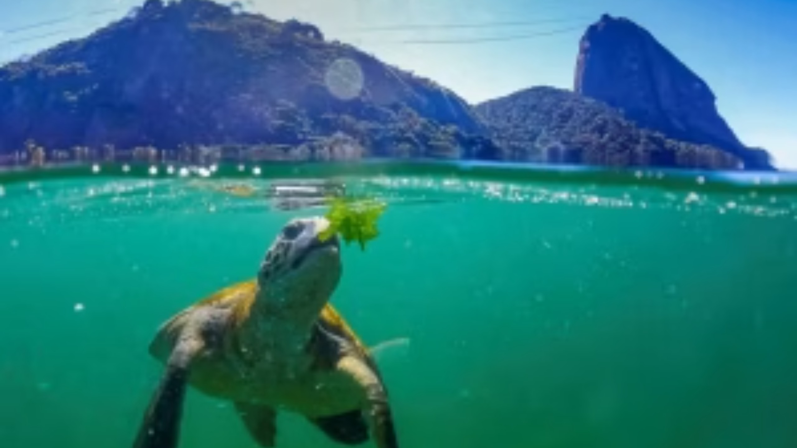 Cagarras: projeto Ilhas do Rio celebrou 15 anos com evento no Arpoador