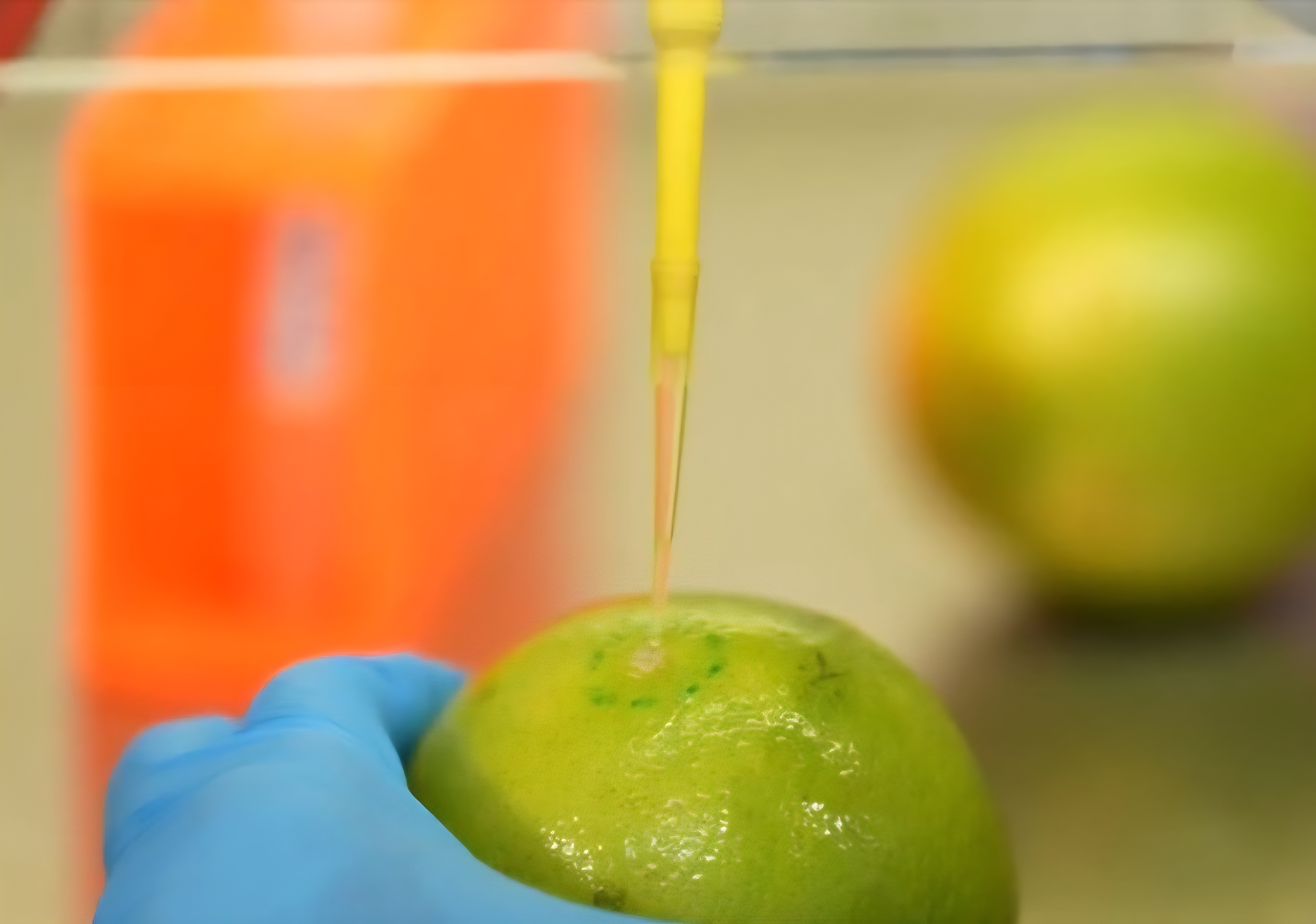 Pesquisadores da UFRJ criam biodetergente que aumenta a durabilidade de frutas e pode reduzir desperdício