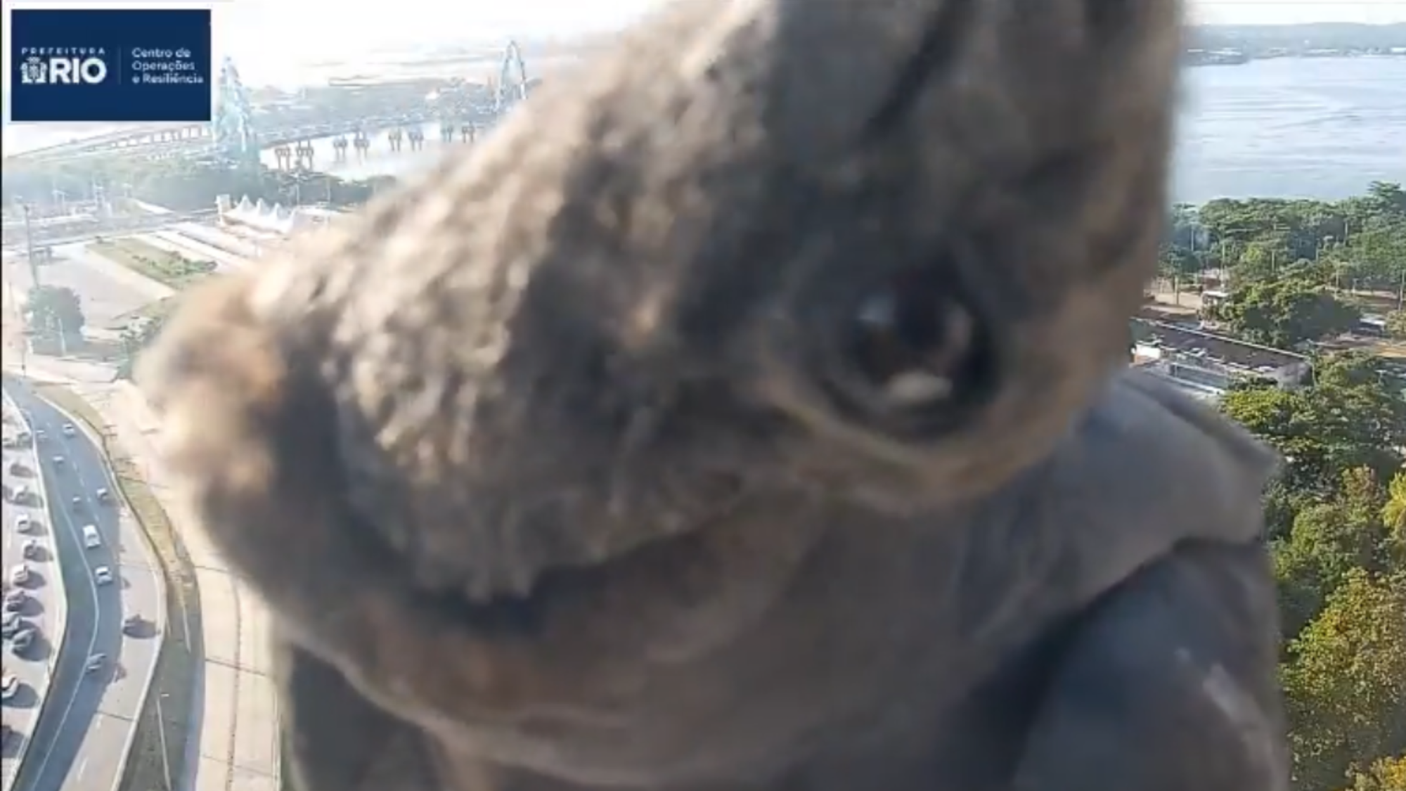 Urubu pousa em câmera do COR-Rio e cena inusitada viraliza nas redes; vídeo