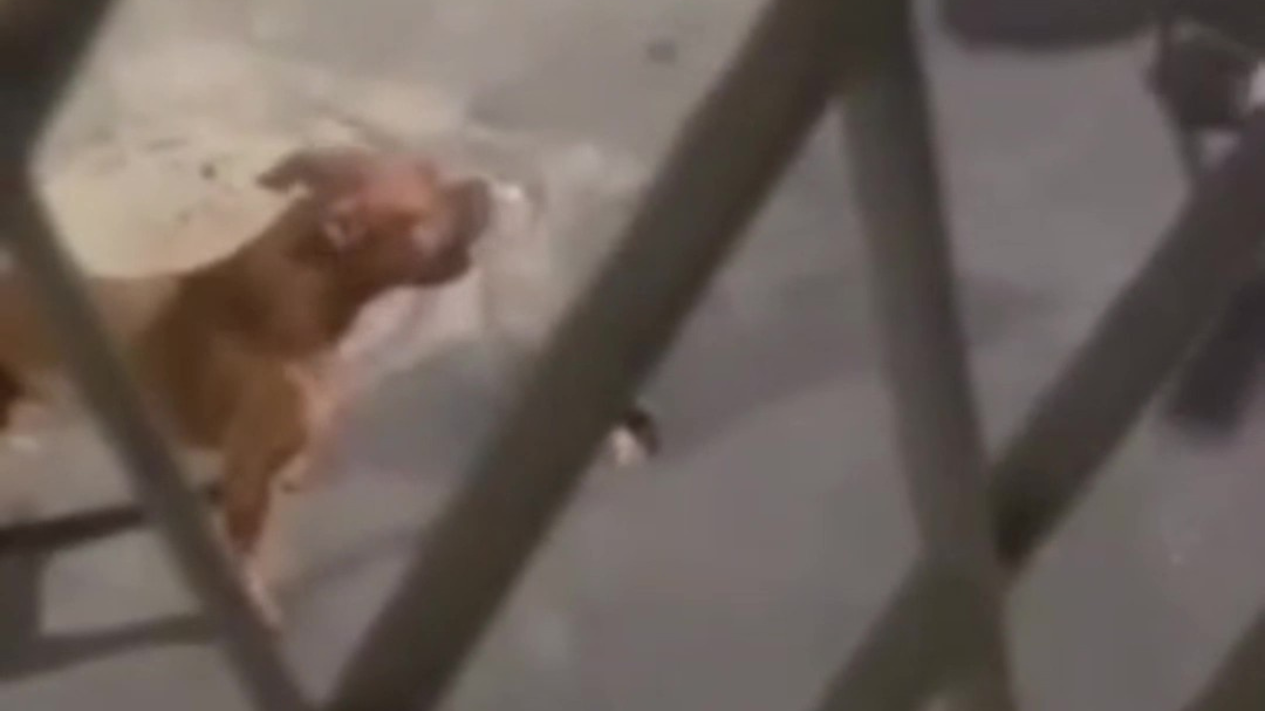 Mulher é atacada por pitbull em condomínio de Ramos; vídeo