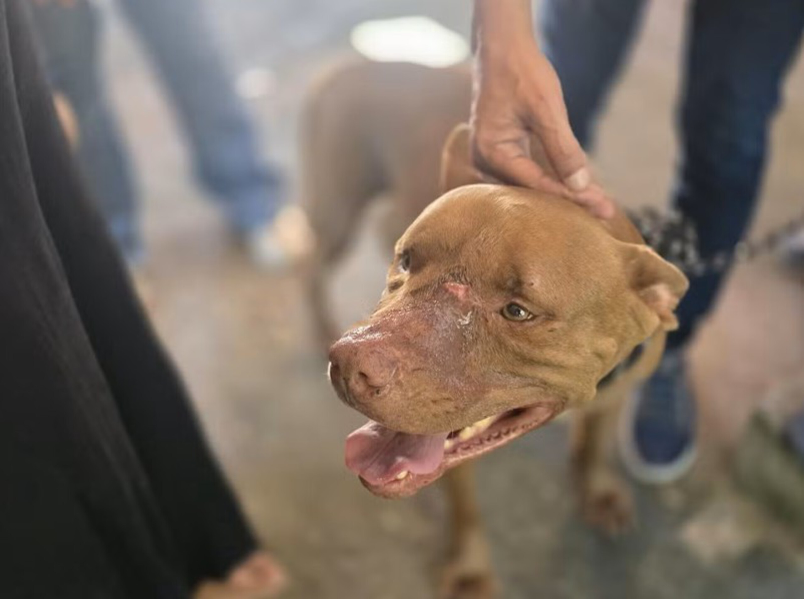 Pitbull que atacou jovem em Campo Grande é resgatado e levado para abrigo municipal