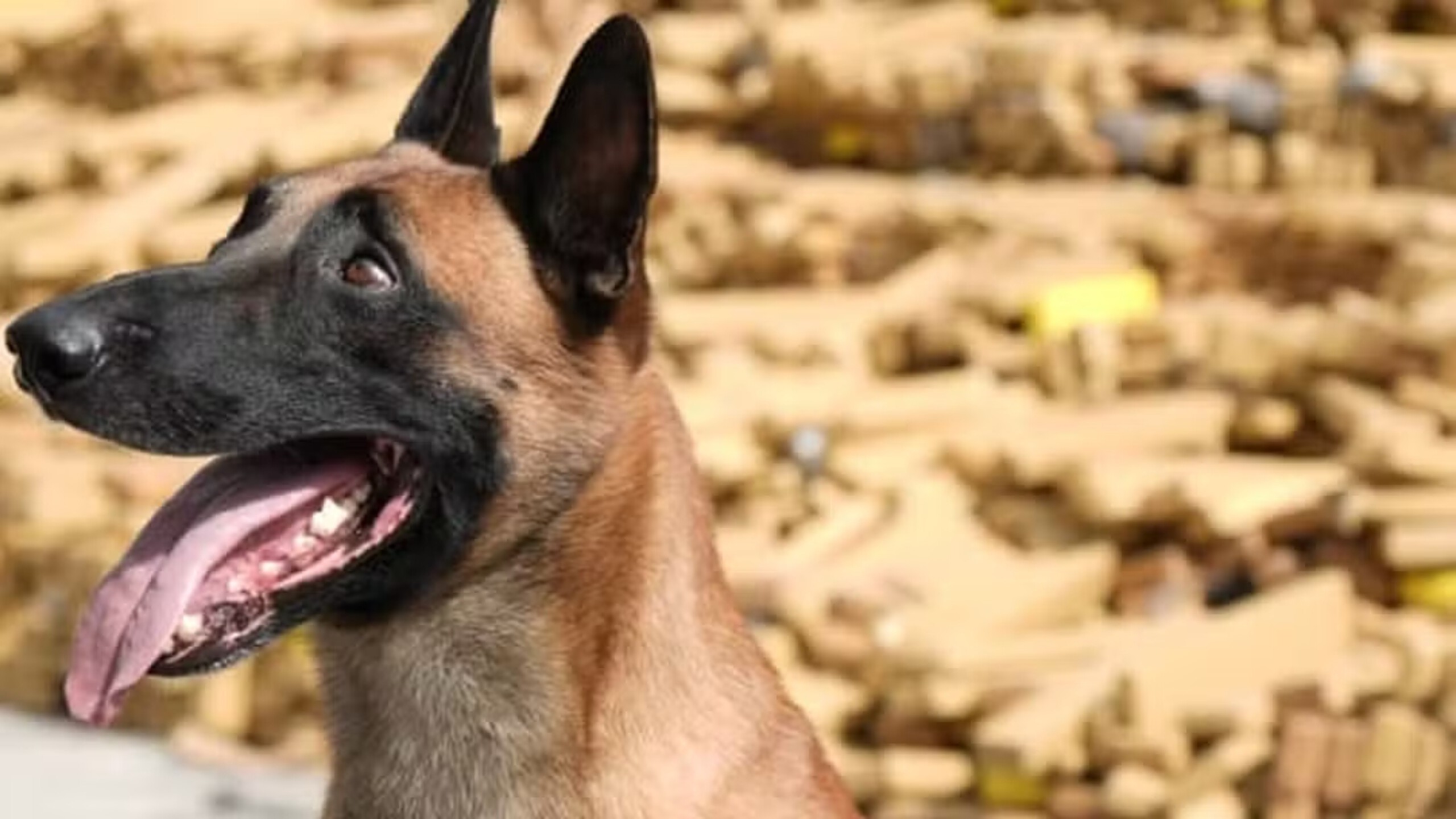 Saiba mais sobre Huck, o pastor-belga que descobriu 48 toneladas de maconha em bunker na Maré