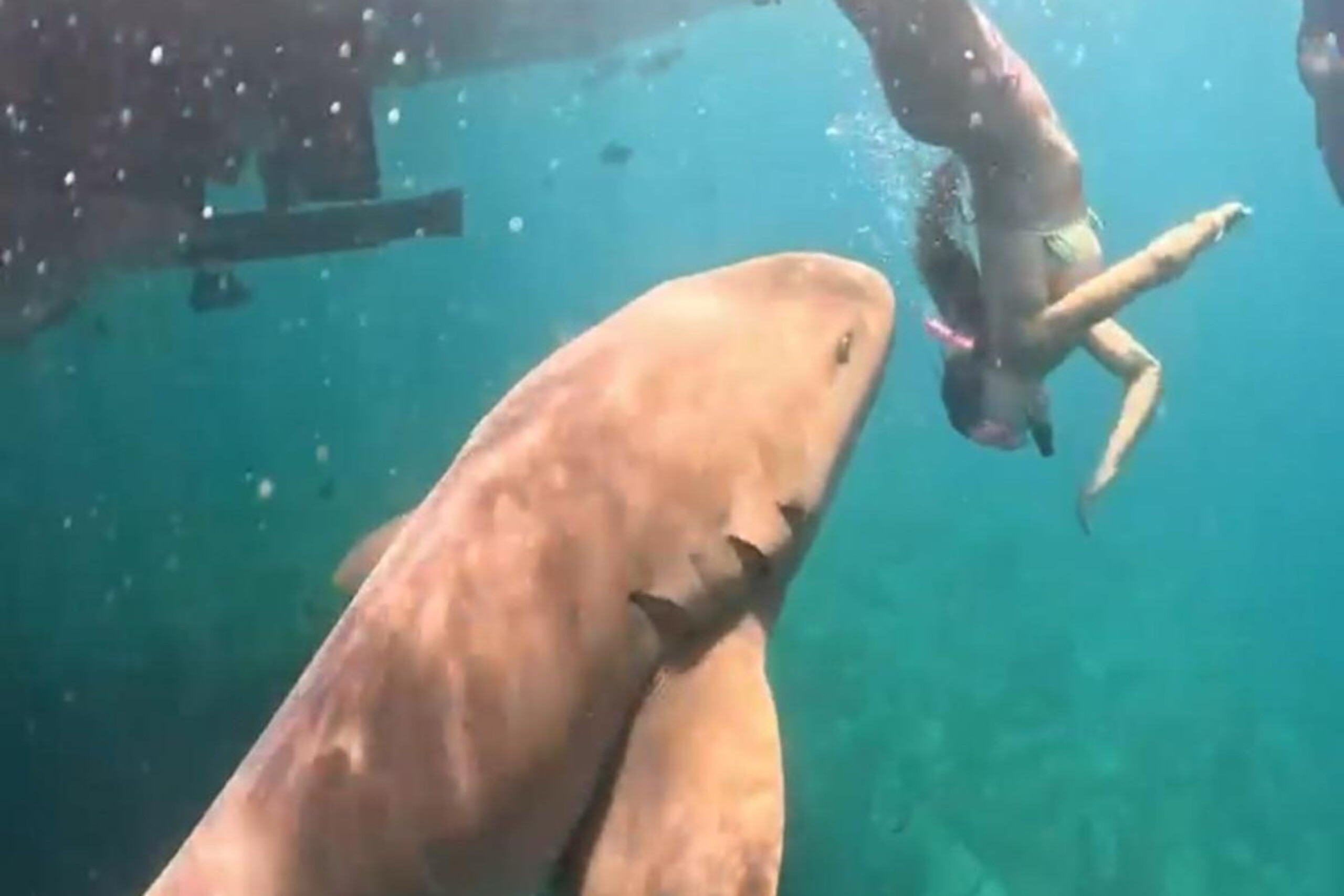 Vídeo revela novo ângulo de ataque de tubarão a turista em Fernando de Noronha; assista