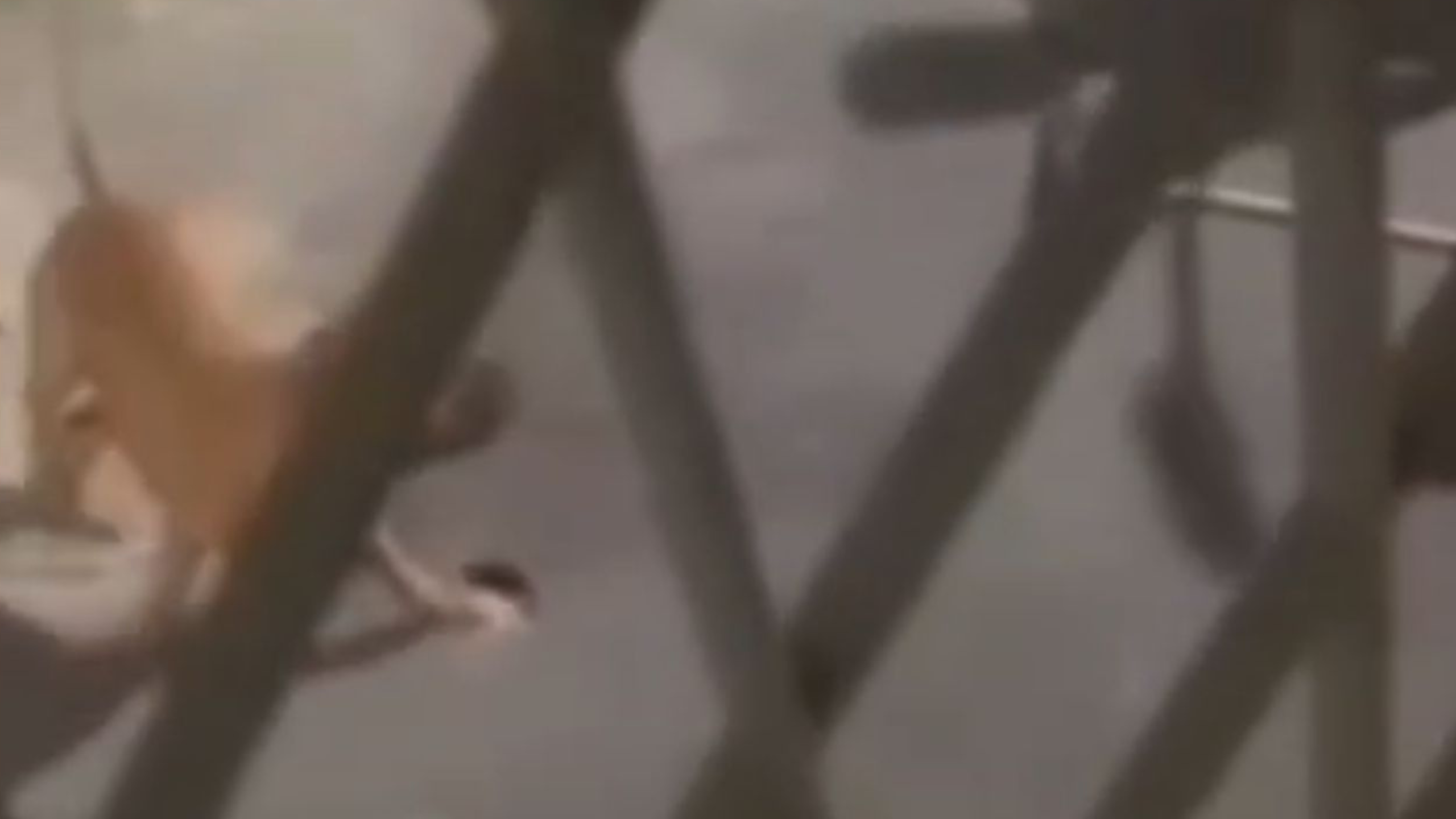 Mulher é atacada por pitbull em condomínio de Ramos; vídeo