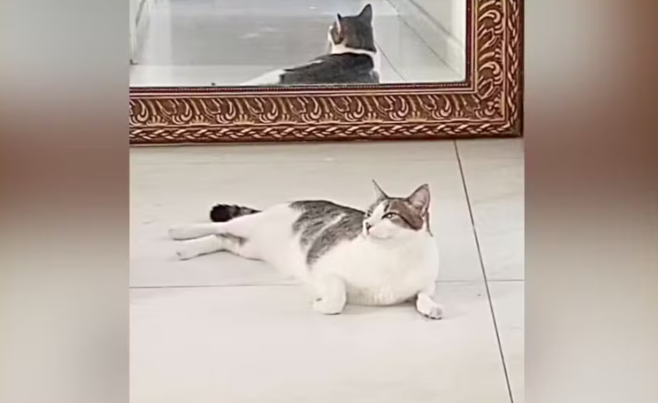 Caso Henry Borel: defesa de Monique Medeiros pedirá que gato adotado fique com ela na cadeia