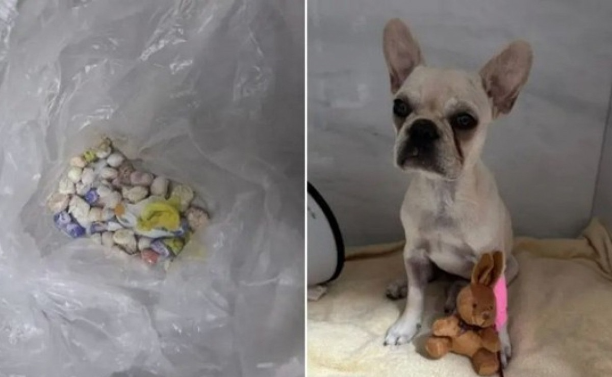 Cadela filhote engole 55 pedras de crack e tutora vai presa em Joinville