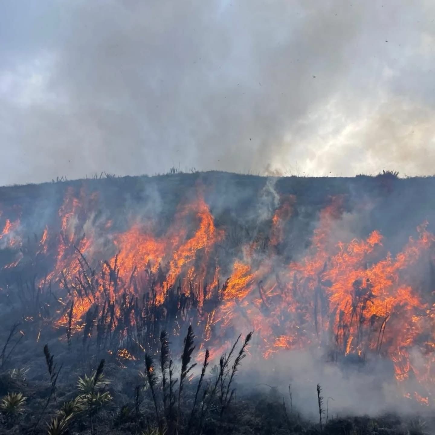 Após três dias, incêndio é combatido no Parque Nacional da Serra dos Órgãos